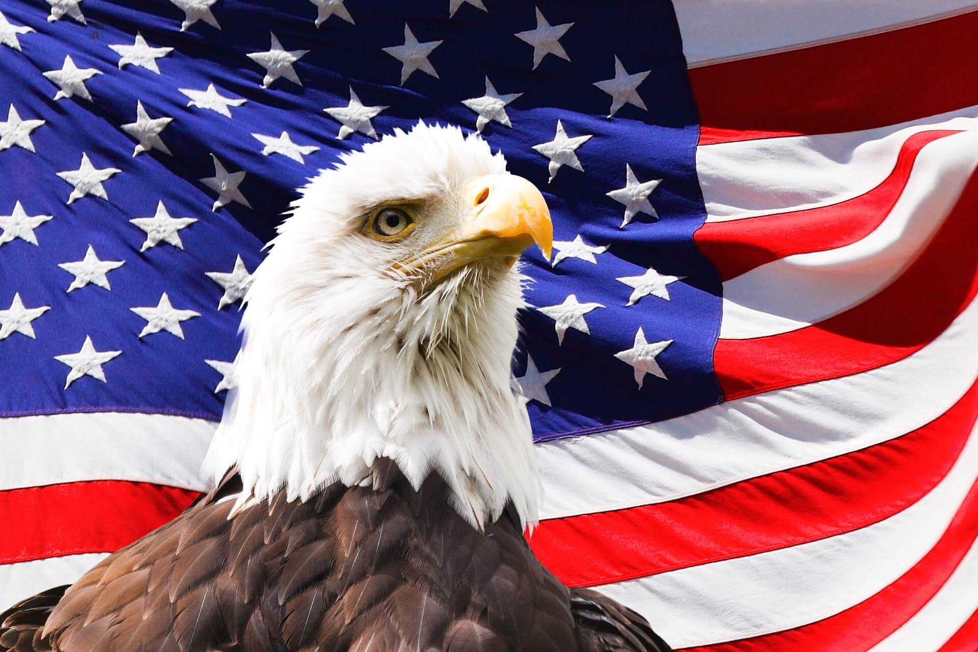 A bald eagle is standing in front of the american flag.
