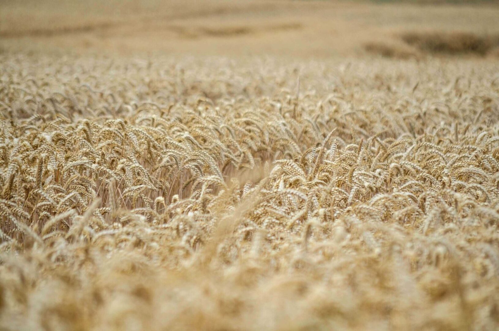 A field of wheat is shown in the distance.
