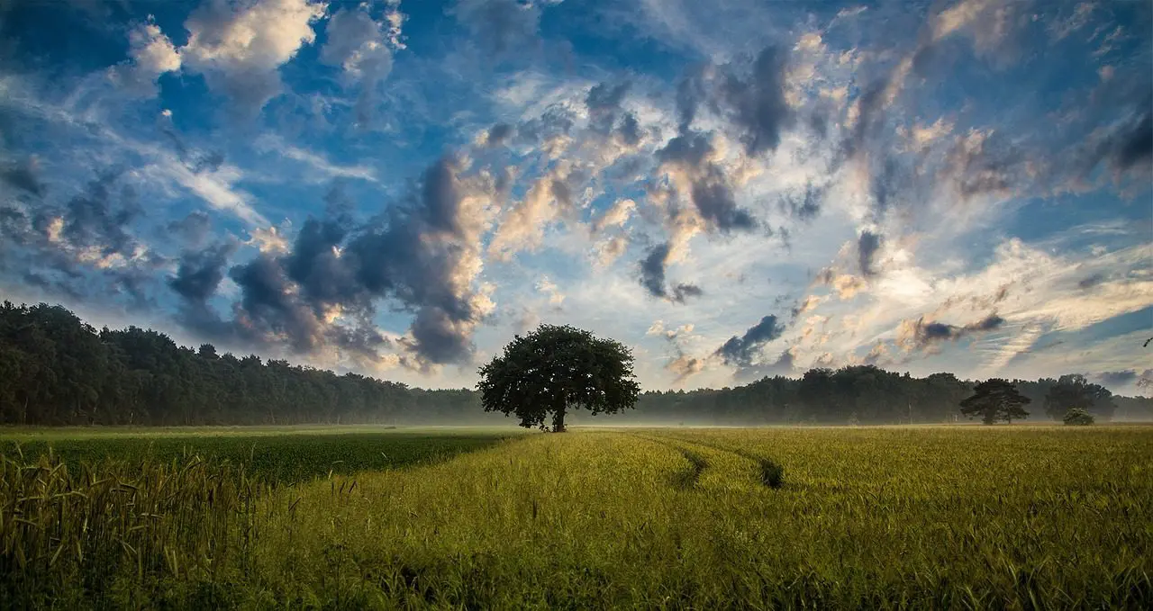 A tree in the middle of a field under cloudy skies.
